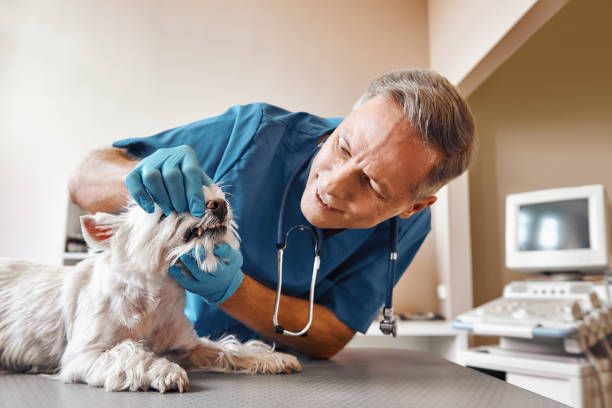 Best Emergency Dental Care for Trauma or Injury in Spring Lake Park, MN
